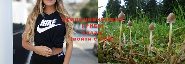 прущие грибы Аркадак